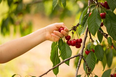 Cherry picking .